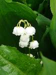 ������� ����� - �����������.